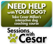 Sessions with Cesar!
